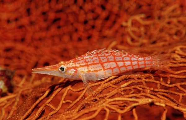 Long-nosed Coral Guard, Oxycirrhites typus, Indonesia, Raja Ampat, Irian Jaya, West Papua, Indian Ocean, Asia