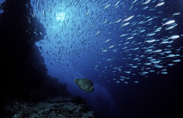 Flying fusiliers, Maldives, Indian Ocean, Ari Atoll, Asia