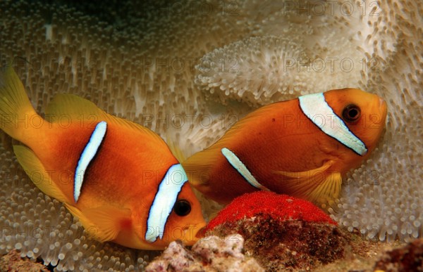 Two Red Sea Anemonefish, Amphiprion bicinctus, Djibouti, Djibouti, Africa, Afar Triangle, Gulf of Aden, Gulf of Tadjourah, Africa