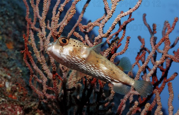 Longspine Hedgehogfish, Diodon holocanthus, Mexico, Lake Cortez, Lower California, La Paz, Central America