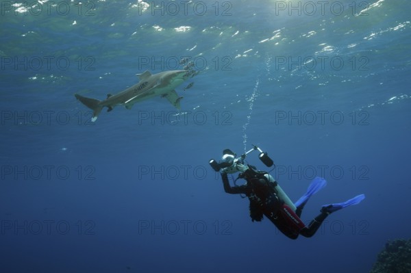 Diver taking photo of Oceanic Whitetip Shark, Carcharhinus longimanus, Brother Islands, Red Sea, Egypt | Diver taking photo of Oceanic Whitetip Shark, Red Sea, Egypt, Africa
