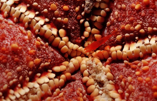 Starfish partner shrimp, Periclimenes soror, Mexico, Lake Cortez, Lower California, La Paz, Central America