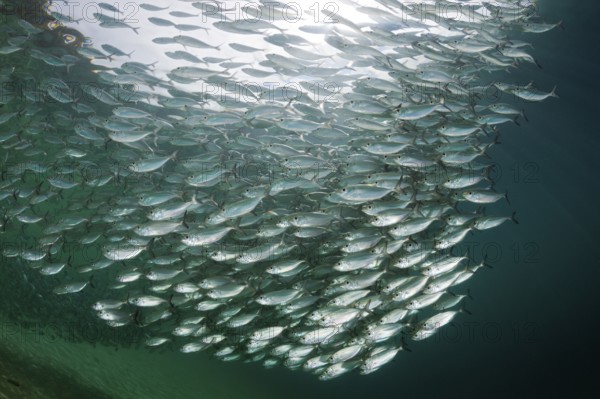 Shoal of yellow-striped herring mackerel in the lagoon of Ahe Island, Selaroides leptolepis, Cenderawasih Bay, West Papua, Indonesia, Asia