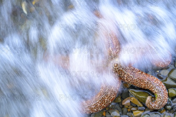 A starfish (Echinodermata spec.) is washed by flowing water on wet stones, Hoonah, Alaska, USA, North America