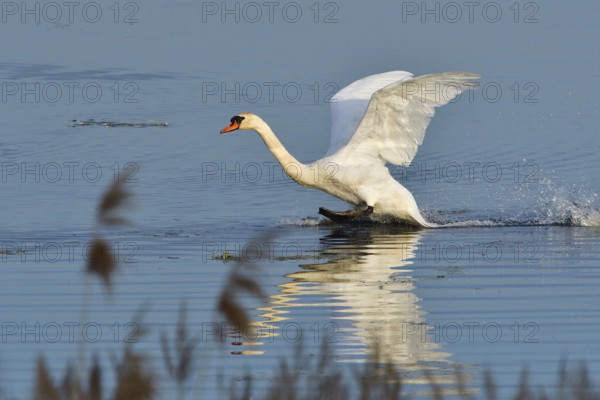 Mute Swan in territory battle in spring, Mute Swan during the breeding season