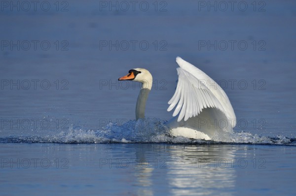 Mute swan landing