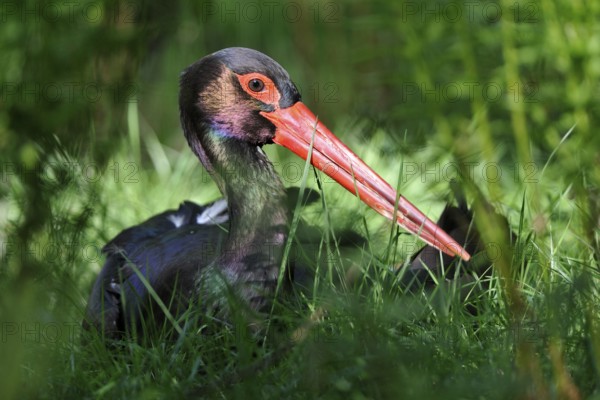 Black stork looking for food