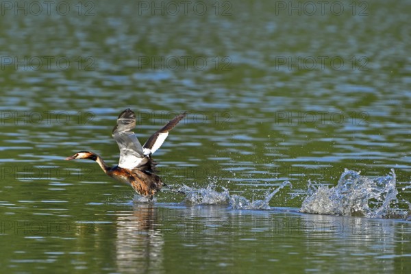Great crested grebe, Great crested grebe, Podiceps cristatus, Grebe, Europe, Europe, Germany, Germany, Europe