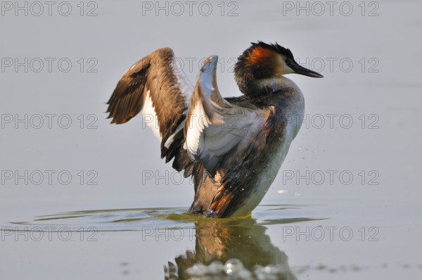 Great crested grebe, Podiceps cristatus, Great crested grebe, Europe, Europe, Germany, Germany, Europe