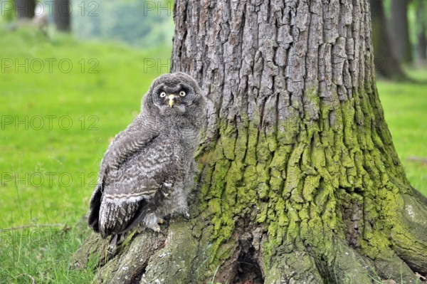 Young great grey owl explores its environment