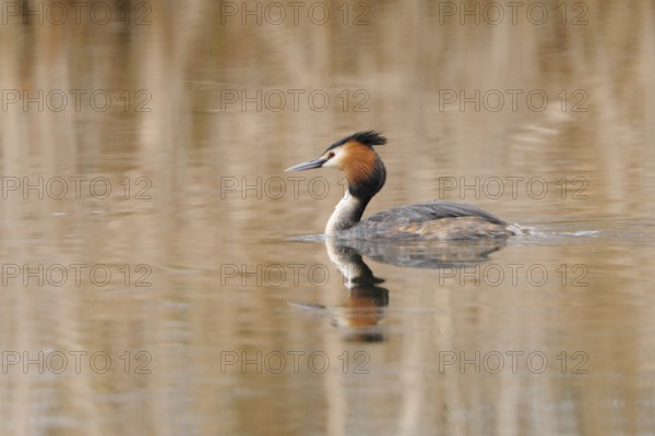Great crested grebe, Great crested grebe, Podiceps cristatus, Grebe, Europe, Europe, Germany, Germany, Europe
