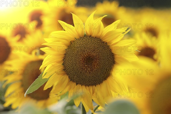 Sunflower, Helianthus annuus in the field at sunset