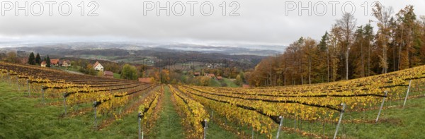 Morning atmosphere at the vineyard, fog drifts over the wooded hilly landscape in the valley, panoramic shot, St. Andrä-Höch, Sausal wine country, Styria, Austria, Europe