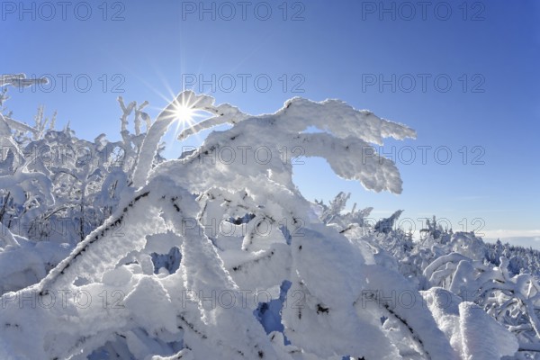 Winter landscape with hoarfrost, Hornisgrinde, Central Black Forest nature park Park, Ortenaukreis, Northern Black Forest, Baden-Württemberg, Germany, Europe