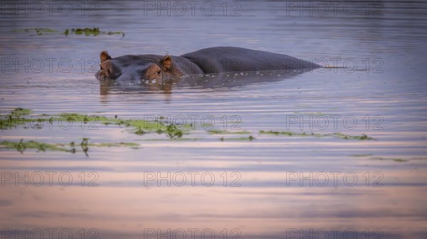 Hippopotamus (Hippopotamus amphibius), lying in waterhole, Manyeleti Game Reserve South Africa