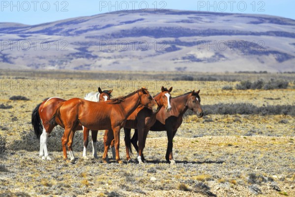Patagonian pampas on a summer day. The herd of wild mustangs