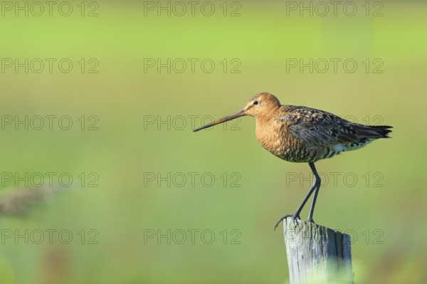 Black-tailed godwit in agriculture land at Dutch wadden island Terschelling