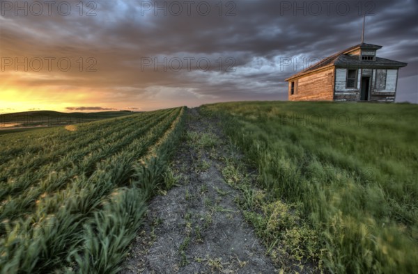 Sunset nad durum wheat crop storm clouds