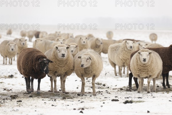 Flock white and black sheep in the snow