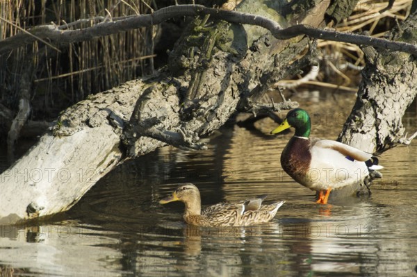 Wild Ducks swimming in Dutch nature Biesbosch