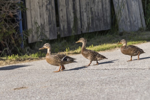 Wild ducks on the road - female mallard ducks with young ducks