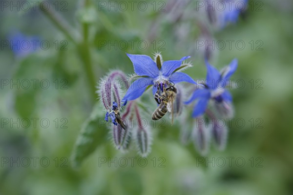 Borage (Borago officinalis), cucumber herb, salad, spice, spice plant, medicinal plant, herbal medicine, naturopathy, medicine, herbal medicine, kitchen, spring, May, garden, honey bee, bee, Swabian-Franconian Forest nature park Park, Kocher Valley, Kocher, Schwäbisch Hall, Hohenlohe, Germany, Europe