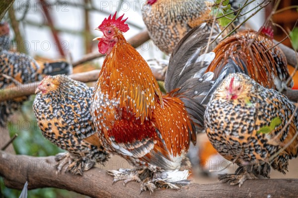 Group of cockerels (Gallus gallus domesticus) with live plumage on a tree branch, Eisenberg, Thuringia, Germany, Europe