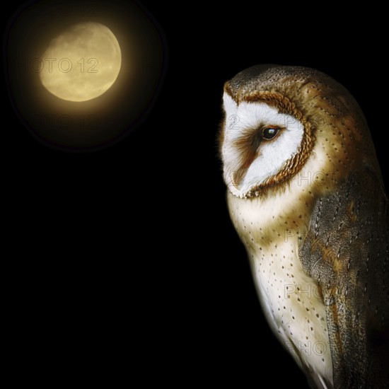 Common barn owl (Tyto alba), the most widely distributed species of owl in the world Demene, Latvia, Europe