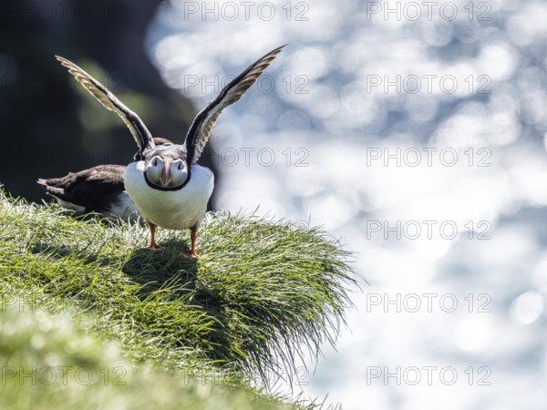 Puffin (Fratercula arctica) on a rocky cliff, Heimaey Island, Westman Islands, Iceland, Europe