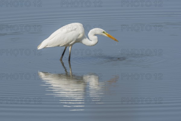 Great egret (Ardea alba) searching for fish. Bas Rhin, Alsace, France, Europe