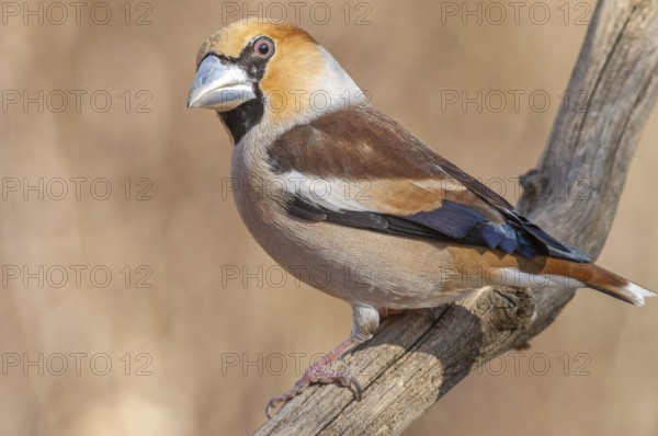 Hawfinch (Coccothraustes coccothraustes) perched on a branch in the forest in winter. Bas-Rhin, Alsace, Grand Est, France, Europe
