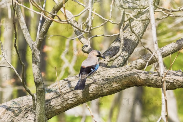 Eurasian Jay Perched on the Tree Varna, Bulgaria, Europe