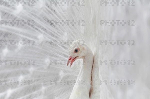 Portrait Of White Peacock During Courtship Display Varna, Bulgaria, Europe