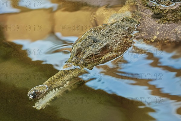 Portrait of Gavial or Fish-eating Crocodile (Gavialis Gangeticus) Nyiregyhaza, Hungary, Europe