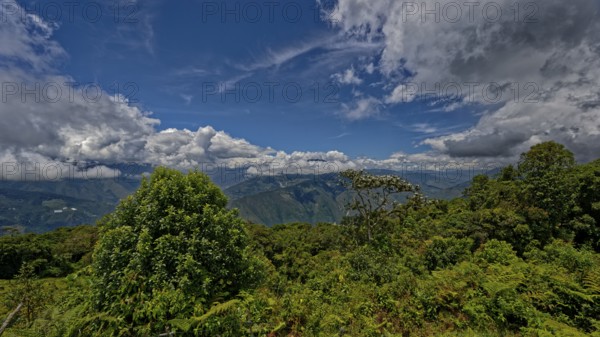 A view of dense forest with a backdrop of mountains and a clear sky filled with clouds, Andes mountain, Guayabetal, Cundinamarca, Colombia, South America