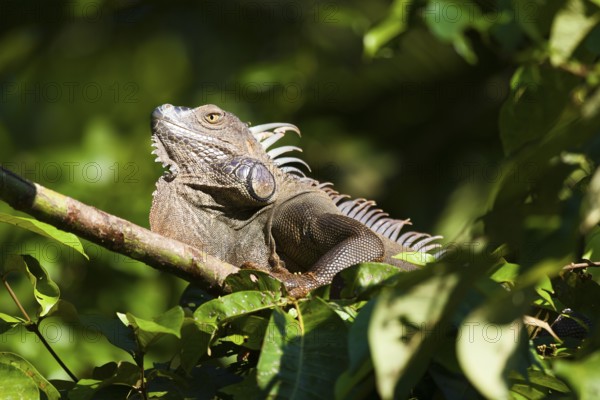 Green Iguana (Iguana iguana), Tortuguero National Park, Costa Rica, Central America
