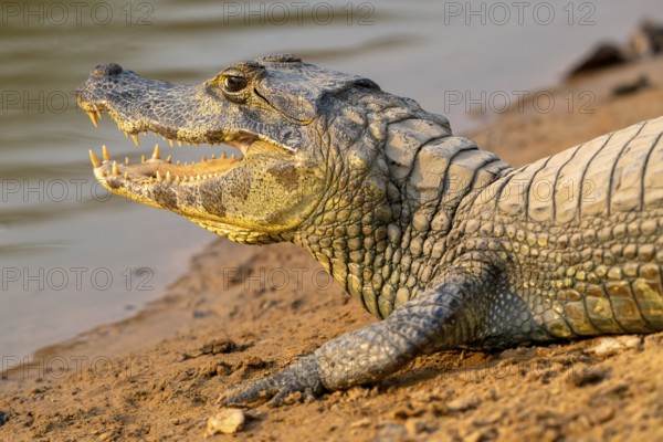 Caiman (Caimaninae), Alligator (Alligatoridae), Crocodile (Crocodylia), animal portrait, side view, Pantanal, inland, wetland, UNESCO Biosphere Reserve, World Heritage Site, wetland biotope, Mato Grosso, Brazil, South America