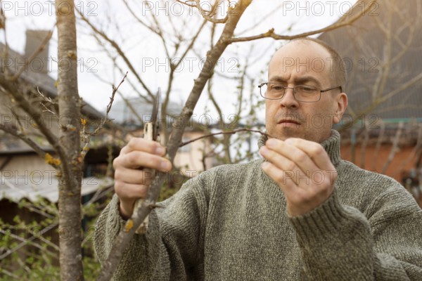Caucasian middle aged gardener pruning trees at backyard spring time