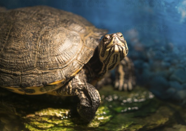 Western painted turtle chrysemys picta sitting on rock basking in late morning sun in fresh water pond