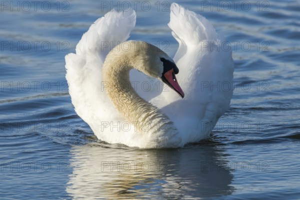 Male Mute Swan Swimming