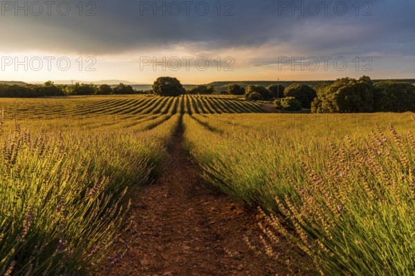 Lavender fields with golden light. Summer sunset landscape in Brihuega, Guadalajara