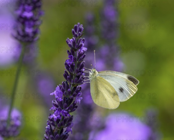 Macro of a white cabbage butterfly on a purple lavender flower