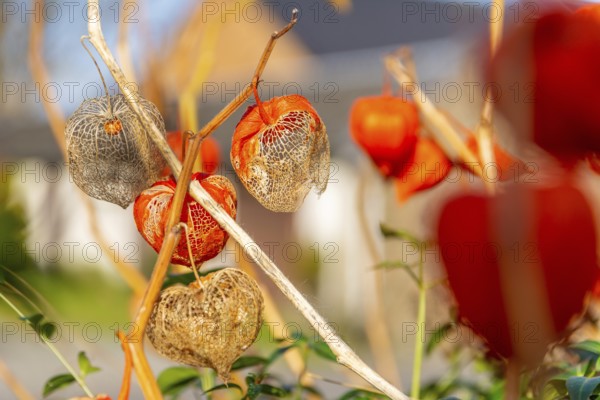 The orange lanterns fruiting calyces) of Physalis alkekengi or bladder cherry or chinese japanese lantern also calles winter cherry. Flowers plants