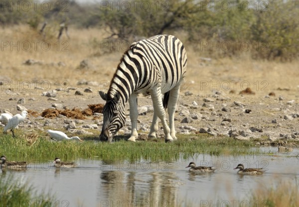 A Burchells Zebra (Equus quagga burchelli) in the Etosha Park, Namibia, Africa