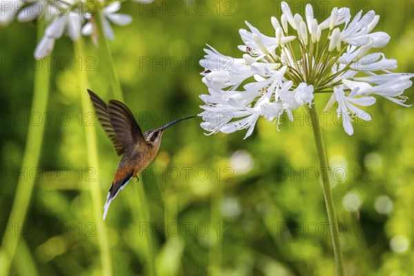 Planalto hermit hummingbird in flight to a white flower to suck nectar, wings backwards against green defocused background, Caraca natural park, Minas Gerais, Brazil, South America