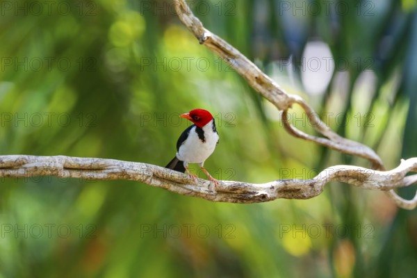 Yellow-billed Cardinal perched on a branch against bokeh green background, Pantanal Wetlands, Mato Grosso, Brazil, South America