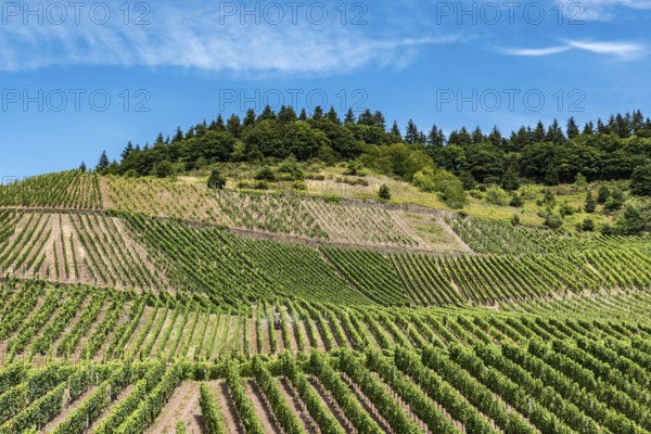 Vineyard and blue sky at the German Countryside, Mehring, Germany, Europe