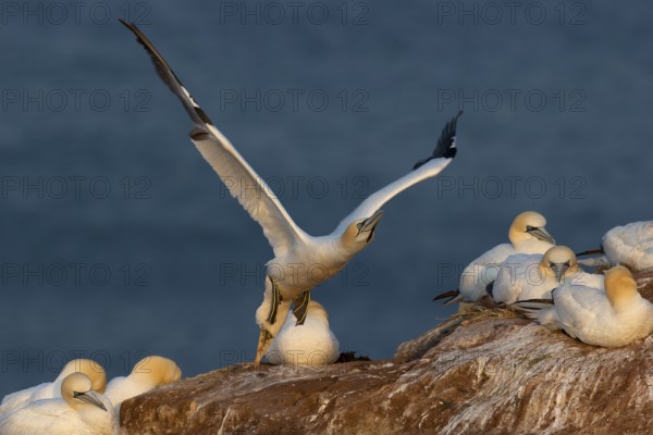 A gannet flies off from a cliff top on Heligoland, with breeding animals next to it