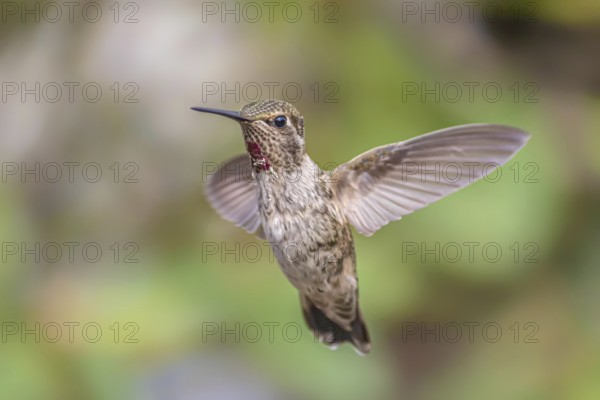 A single hummingbird is captured in flight in northern California