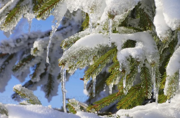Spruce twig in snow, spruce twig in snow 01